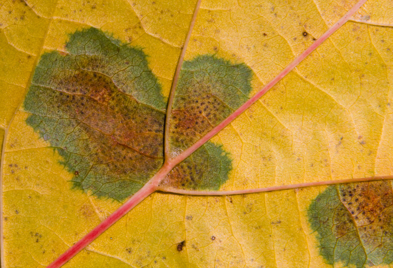 Fallen Maple Leaf Detail